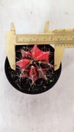 GYMNOCALYCIUM Mihanovichii Variegata Nº 529 – vaso 09