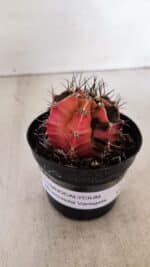 GYMNOCALYCIUM Mihanovichii Variegata Nº 530 – vaso 09 - Imagem 2