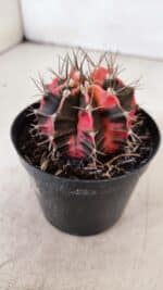 GYMNOCALYCIUM Mihanovichii Variegata Nº 530 – vaso 09 - Imagem 8