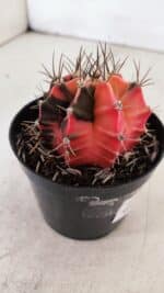 GYMNOCALYCIUM Mihanovichii Variegata Nº 530 – vaso 09 - Imagem 7