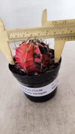 GYMNOCALYCIUM Mihanovichii Variegata Nº 530 – vaso 09 - Imagem 4