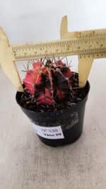 GYMNOCALYCIUM Mihanovichii Variegata Nº 530 – vaso 09 - Imagem 6