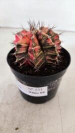 GYMNOCALYCIUM Mihanovichii Variegata Nº 531 – vaso 09 - Imagem 9