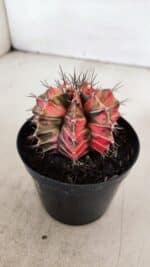 GYMNOCALYCIUM Mihanovichii Variegata Nº 531 – vaso 09 - Imagem 8