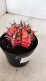 GYMNOCALYCIUM Mihanovichii Variegata Nº 531 – vaso 09 - Imagem 7