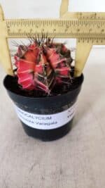GYMNOCALYCIUM Mihanovichii Variegata Nº 531 – vaso 09 - Imagem 4