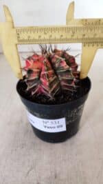 GYMNOCALYCIUM Mihanovichii Variegata Nº 531 – vaso 09 - Imagem 6