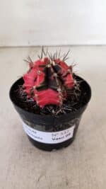 GYMNOCALYCIUM Mihanovichii Variegata Nº 532 – vaso 09 - Imagem 2