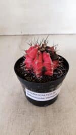 GYMNOCALYCIUM Mihanovichii Variegata Nº 532 – vaso 09 - Imagem 9