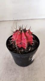 GYMNOCALYCIUM Mihanovichii Variegata Nº 532 – vaso 09 - Imagem 8