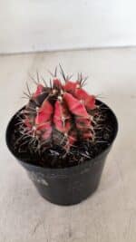GYMNOCALYCIUM Mihanovichii Variegata Nº 532 – vaso 09 - Imagem 7