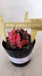 GYMNOCALYCIUM Mihanovichii Variegata Nº 532 – vaso 09 - Imagem 4