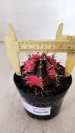 GYMNOCALYCIUM Mihanovichii Variegata Nº 532 – vaso 09 - Imagem 6