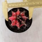 GYMNOCALYCIUM Mihanovichii Variegata Nº 532 – vaso 09