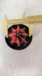 GYMNOCALYCIUM Mihanovichii Variegata Nº 532 – vaso 09