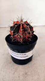 GYMNOCALYCIUM Mihanovichii Variegata Nº 533 – vaso 09 - Imagem 2