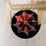 GYMNOCALYCIUM Mihanovichii Variegata Nº 533 – vaso 09