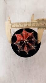 GYMNOCALYCIUM Mihanovichii Variegata Nº 533 – vaso 09