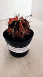 GYMNOCALYCIUM Mihanovichii Variegata Nº 533 – vaso 09 - Imagem 11