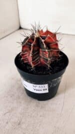 GYMNOCALYCIUM Mihanovichii Variegata Nº 533 – vaso 09 - Imagem 10