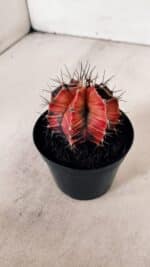 GYMNOCALYCIUM Mihanovichii Variegata Nº 533 – vaso 09 - Imagem 9