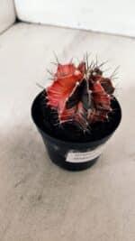 GYMNOCALYCIUM Mihanovichii Variegata Nº 533 – vaso 09 - Imagem 8