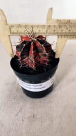 GYMNOCALYCIUM Mihanovichii Variegata Nº 533 – vaso 09 - Imagem 4