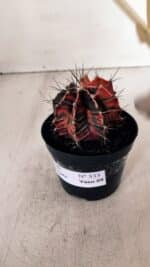 GYMNOCALYCIUM Mihanovichii Variegata Nº 533 – vaso 09 - Imagem 7