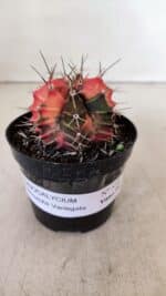 GYMNOCALYCIUM Mihanovichii Variegata Nº 534 – vaso 09 - Imagem 2