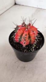 GYMNOCALYCIUM Mihanovichii Variegata Nº 534 – vaso 09 - Imagem 8