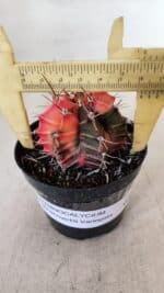 GYMNOCALYCIUM Mihanovichii Variegata Nº 534 – vaso 09 - Imagem 4