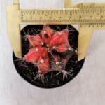 GYMNOCALYCIUM Mihanovichii Variegata Nº 534 – vaso 09