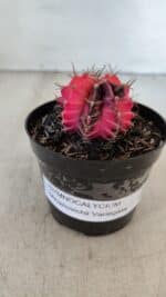 GYMNOCALYCIUM Mihanovichii Variegata Nº 535 – vaso 09 - Imagem 2