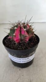 GYMNOCALYCIUM Mihanovichii Variegata Nº 535 – vaso 09 - Imagem 2