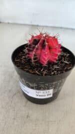 GYMNOCALYCIUM Mihanovichii Variegata Nº 535 – vaso 09 - Imagem 9