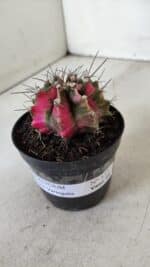 GYMNOCALYCIUM Mihanovichii Variegata Nº 535 – vaso 09 - Imagem 9
