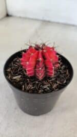 GYMNOCALYCIUM Mihanovichii Variegata Nº 535 – vaso 09 - Imagem 8