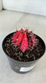 GYMNOCALYCIUM Mihanovichii Variegata Nº 535 – vaso 09 - Imagem 6
