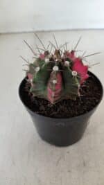 GYMNOCALYCIUM Mihanovichii Variegata Nº 535 – vaso 09 - Imagem 8