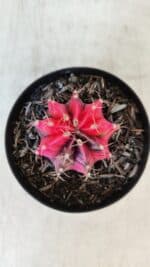 GYMNOCALYCIUM Mihanovichii Variegata Nº 535 – vaso 09 - Imagem 3
