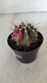 GYMNOCALYCIUM Mihanovichii Variegata Nº 535 – vaso 09 - Imagem 7