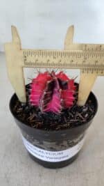 GYMNOCALYCIUM Mihanovichii Variegata Nº 535 – vaso 09 - Imagem 4