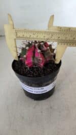 GYMNOCALYCIUM Mihanovichii Variegata Nº 535 – vaso 09