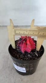 GYMNOCALYCIUM Mihanovichii Variegata Nº 535 – vaso 09 - Imagem 7