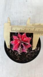 GYMNOCALYCIUM Mihanovichii Variegata Nº 535 – vaso 09