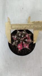 GYMNOCALYCIUM Mihanovichii Variegata Nº 535 – vaso 09 - Imagem 5