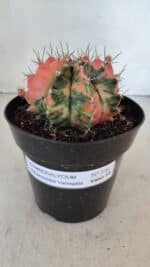 GYMNOCALYCIUM Mihanovichii Variegata Nº 536 – vaso 15 - Imagem 2