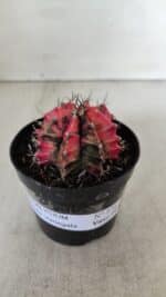GYMNOCALYCIUM Mihanovichii Variegata Nº 536 – vaso 09 - Imagem 2