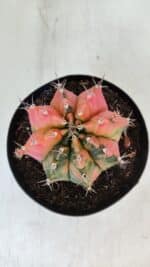 GYMNOCALYCIUM Mihanovichii Variegata Nº 536 – vaso 15 - Imagem 3