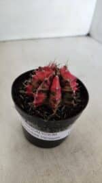 GYMNOCALYCIUM Mihanovichii Variegata Nº 536 – vaso 09 - Imagem 10